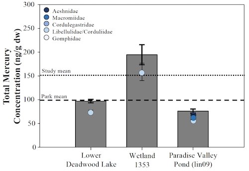A bar graph of total mercury concentrations for three locations: lower deadwood lake, with 100 ng/g, the park mean; wetland 1353, with almost 200 ng/g, higher than the study mean; and Paradise valley pond, with 76 ng/g, under the park mean.