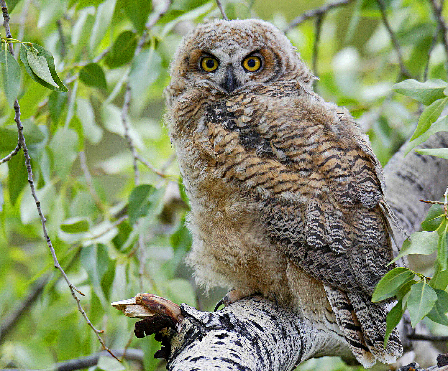 Remote Audio-Recording Devices Hear Birds When We Can't (U.S. National ...