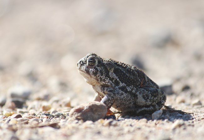 Tan and brown toad in a rocky field