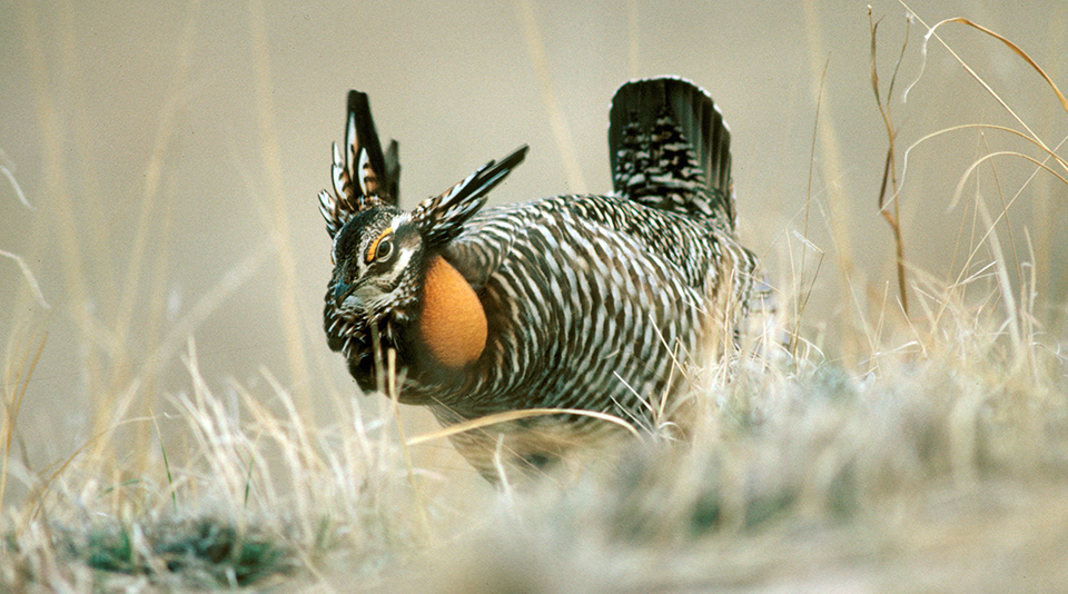 A gamebird with brown and white checked feathers standing in dried grass with its neck feathers in the air exposing a bulbous orange patch of skin.