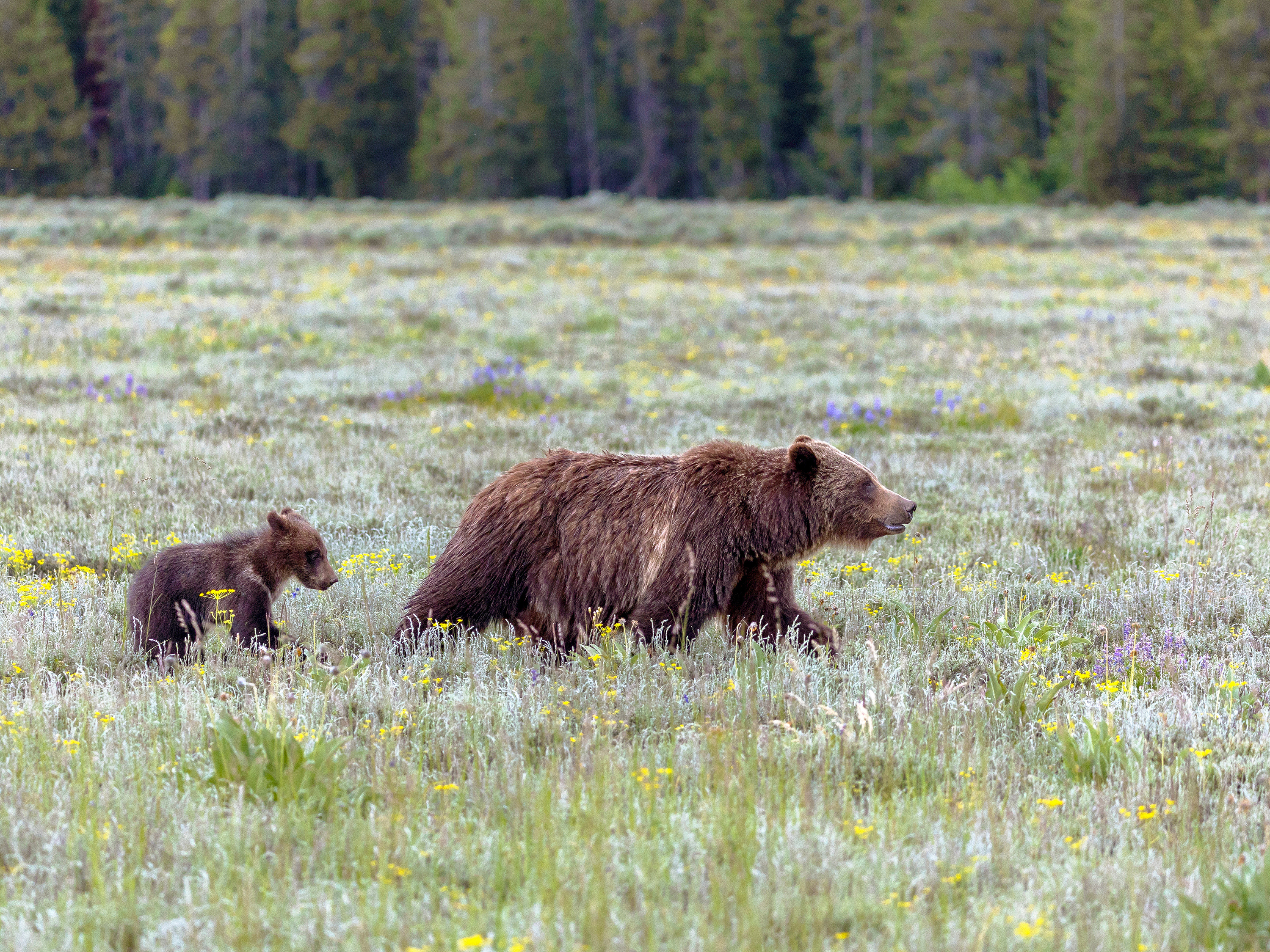 Grizzly bear walking with determination through a field of grasses and wildflowers with a small cub following behind her.