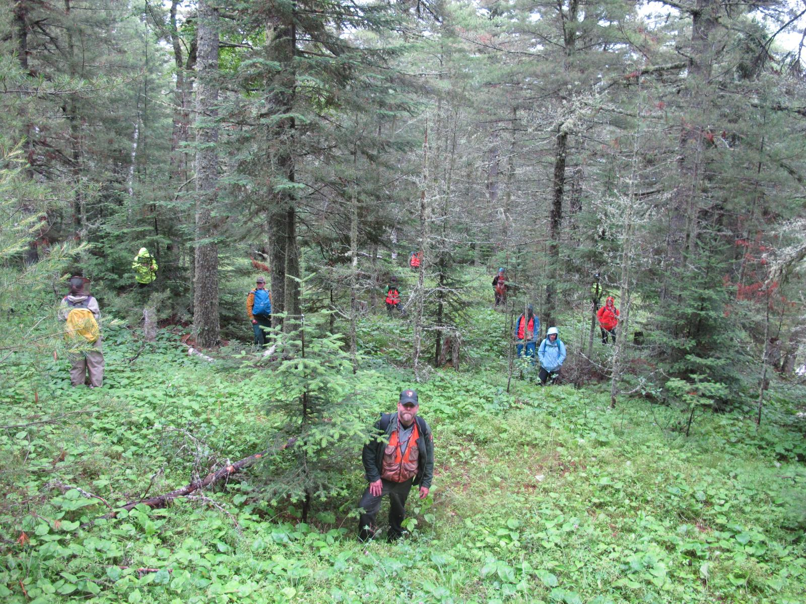 Approximately a dozen people stand in a dense forest of conifers with a green understory.