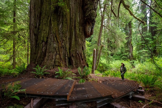 A park ranger stands dwarfed in size next to the base of a redwood tree about 20 feet across.