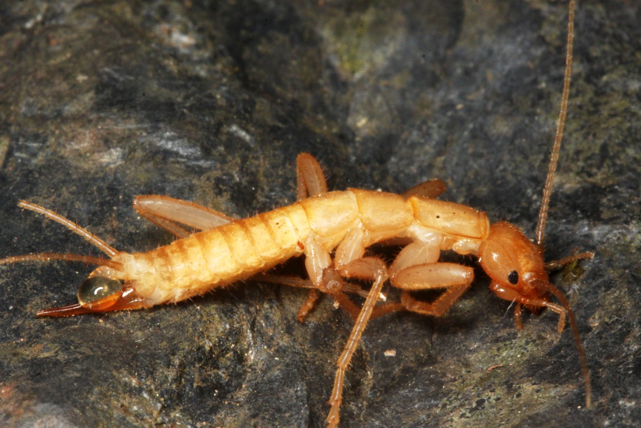 Yellowish brown insect with narrow elongated body and antenna-like appendages on its front and rear.