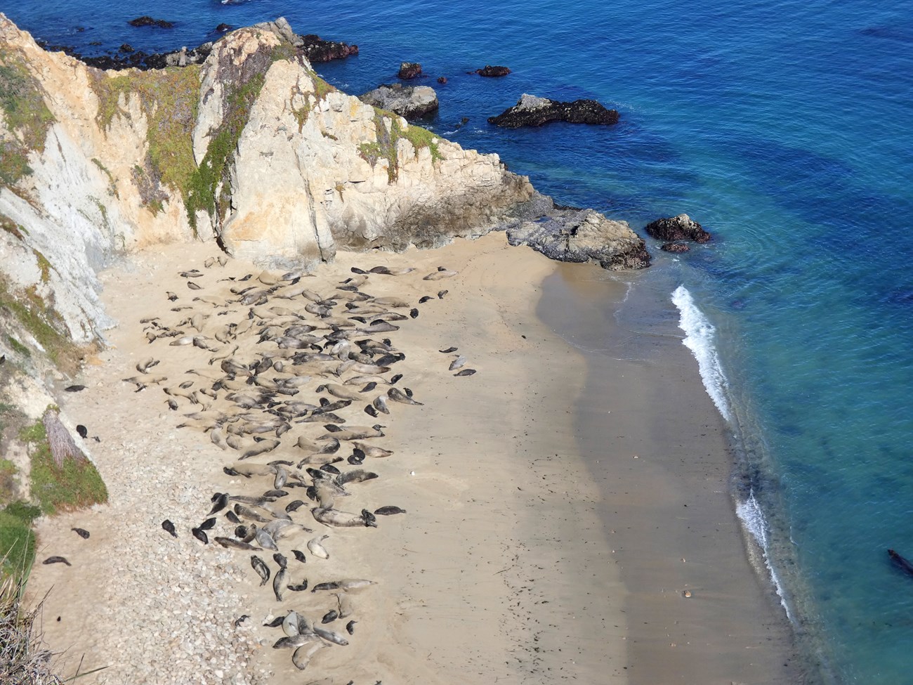 An aerial view of cove backed by cliffs with a large group of seals on the beach.