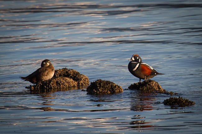 Seabirds on the ocean.