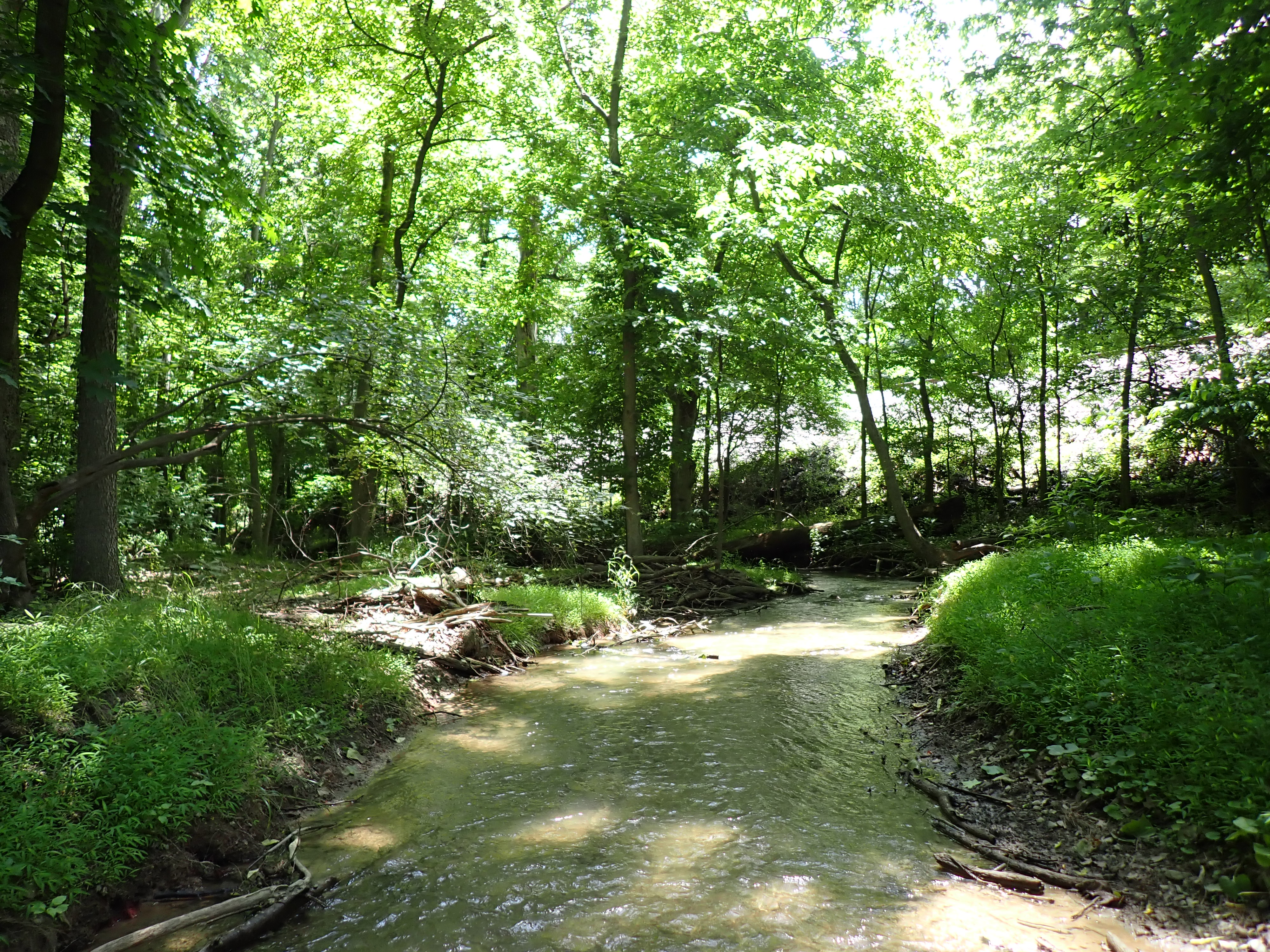 A stream retreats into the distance in a lush green forest.