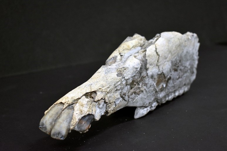 Photo of a fossil horse skull