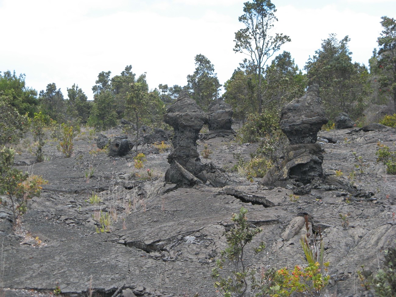 Photo of lava field with standing molds of tree trunks.