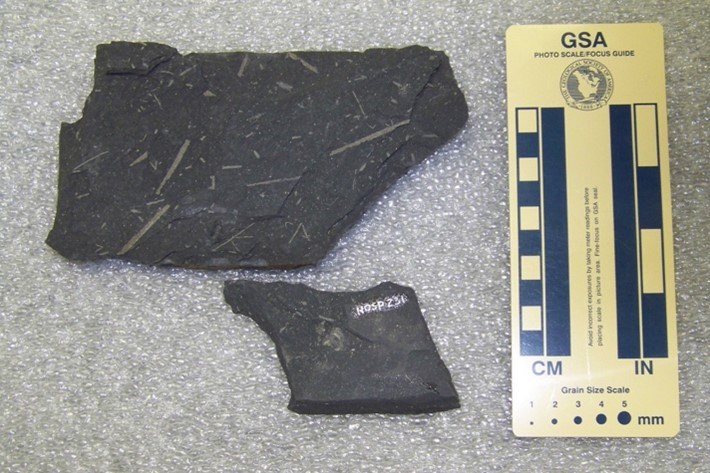 Photo of two pieces of dark rock with thin light-colored fossils.