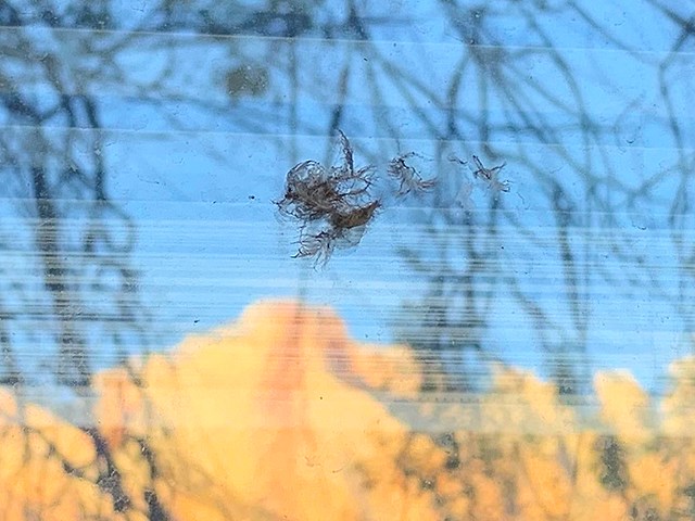 Clump of feathers stuck to glass reflecting the red-orange peaks of Zion National Park.