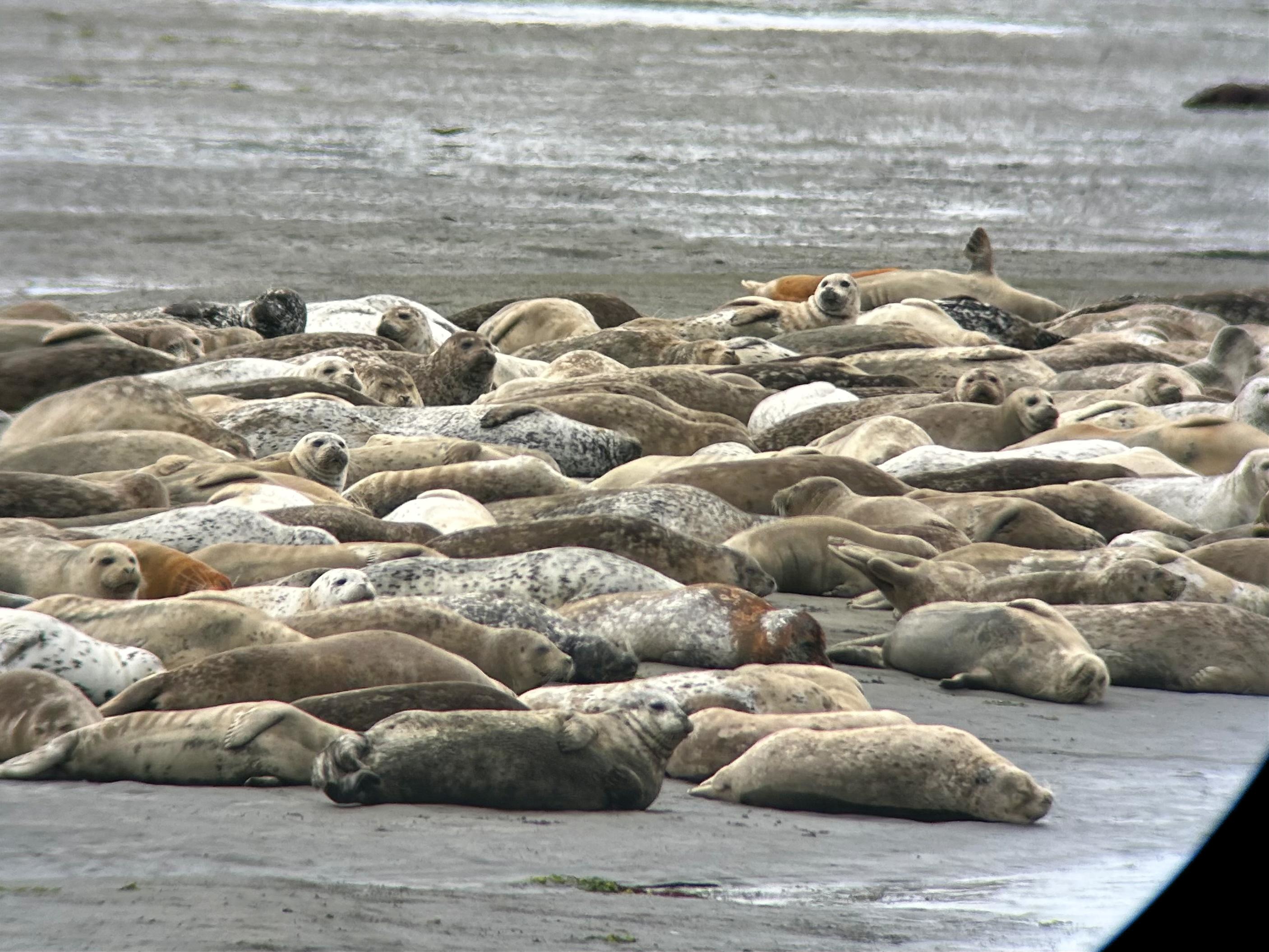 Clear view through a scope of a large aggregation of harbor seals on a sandbar. Most are snoozing, but some have their heads up, looking around. Their coats are a variety of colors, from silver and black to brown or red.
