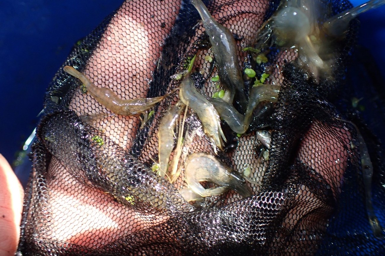 Fingers lift a section of butterfly net containing maybe a dozen shrimp and one small fish out of a bucket of water.