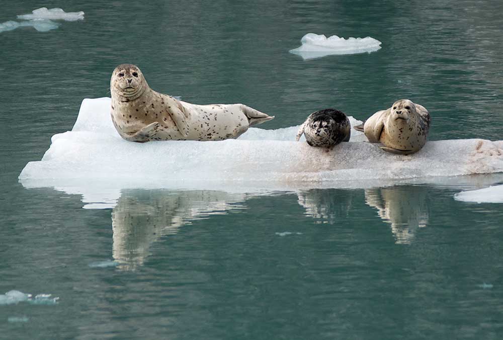 Seals Depend On Ice From Tidewater Glaciers (U.S. National Park Service)