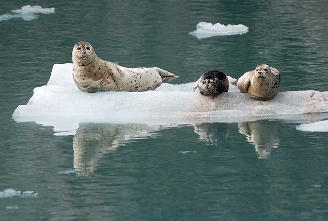 Harbor seals hauled out on ice.