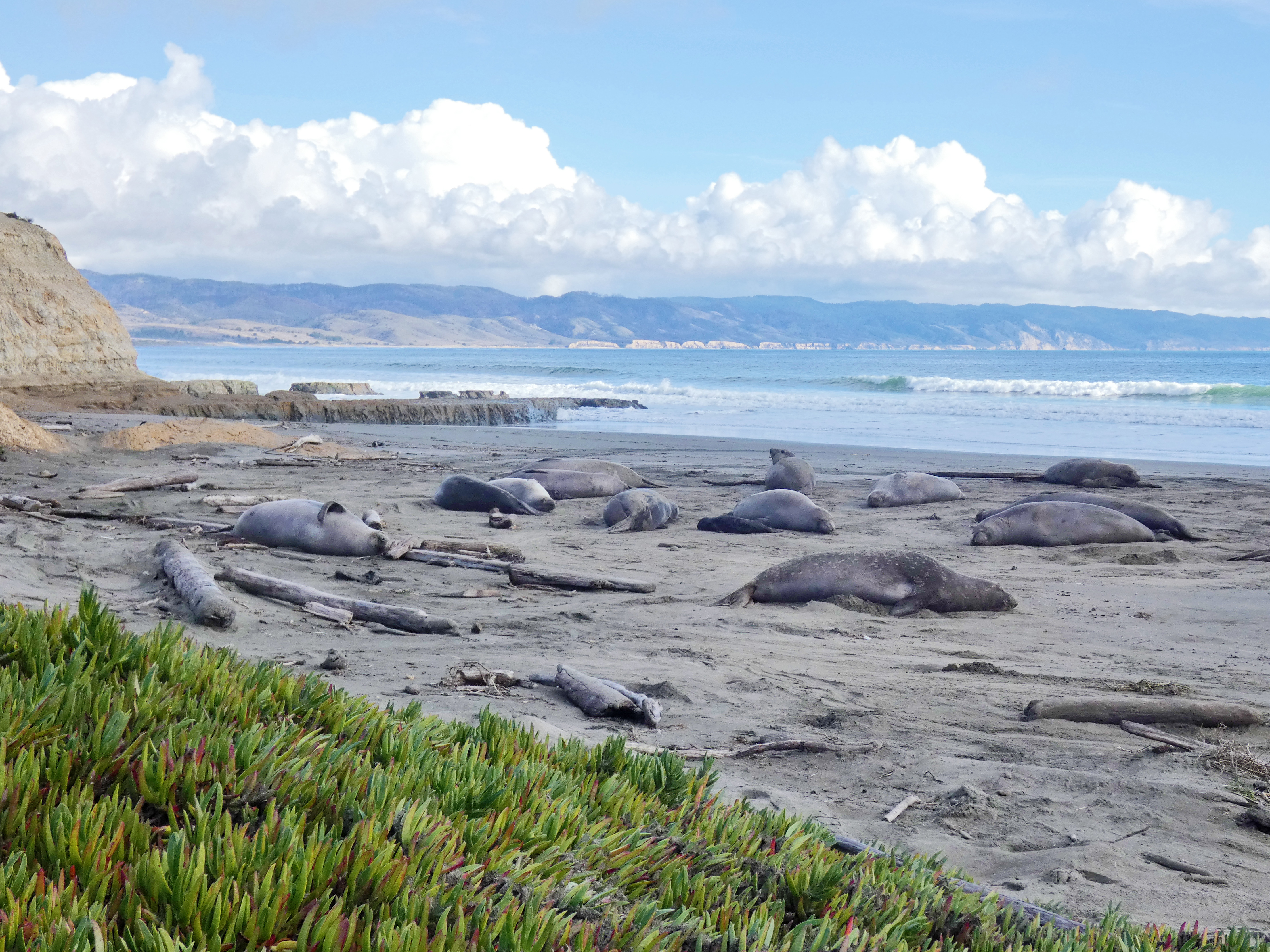 A group of female seals and their pups on a sandy beach.