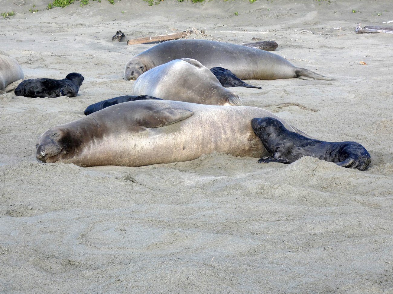 Female nursing a small, black pup, with several other moms and pups on the beach behind them.