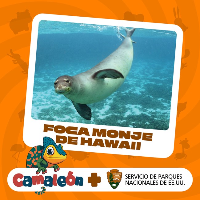 A Hawaiian monk seal underwater is surrounded by an orange background. "Foca Monje de Hawaii" is written below the seal. At the bottom of the graphic, a chameleon is sitting on the words "Camaleon + Servicio de Parques Nacionales de EE.UU."