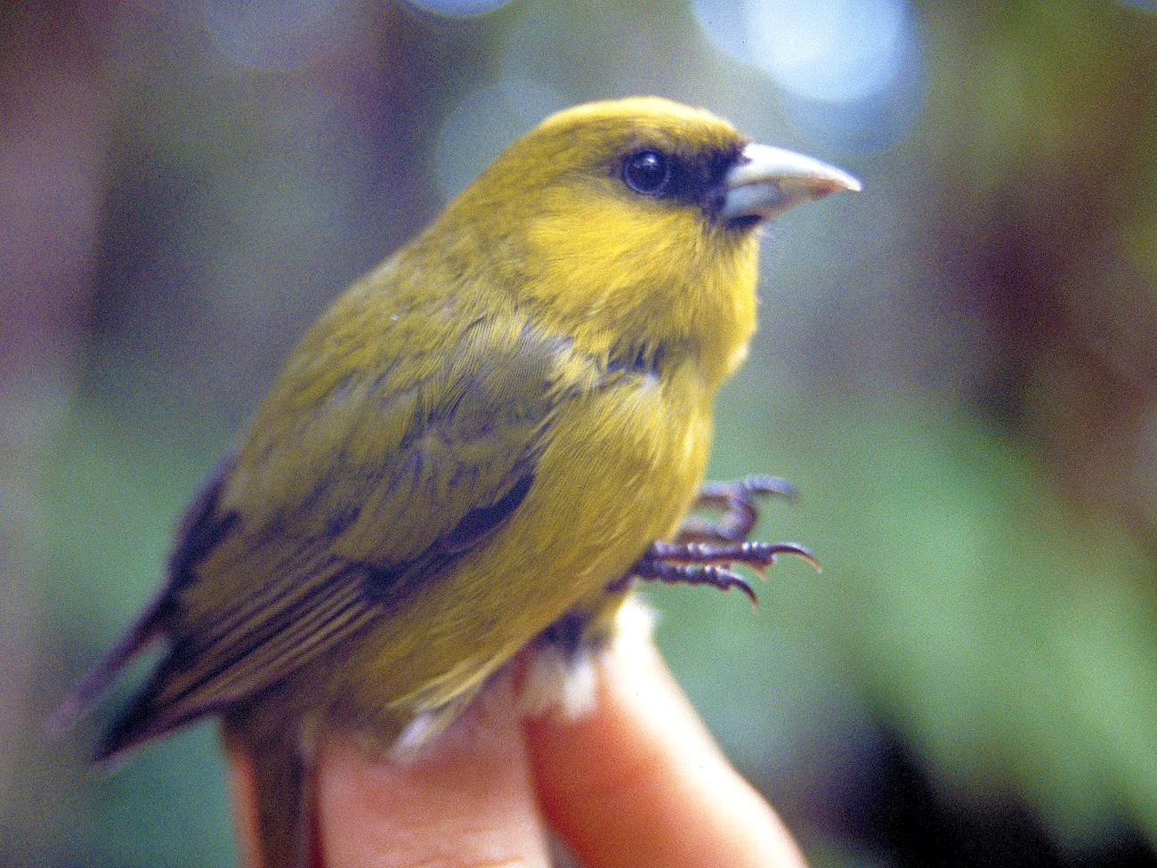 Human fingers holding a bright yellow bird with black markings