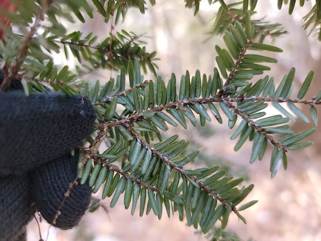 A gloved hand holds a branch with green needle-like leaves. Some leaves are covered with white powdery clumps.