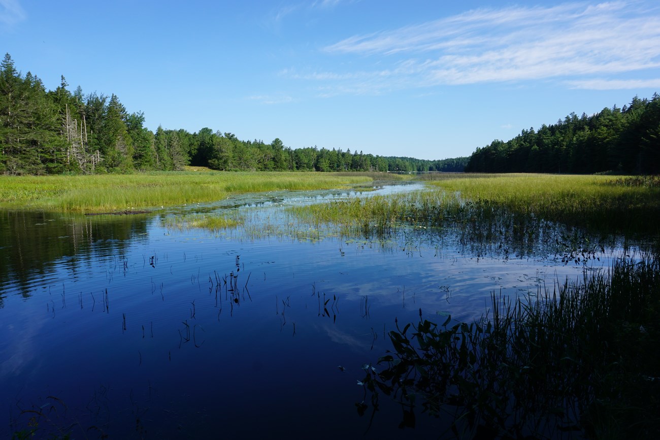 A pond refelcts blue sky and white clouds in the open water. Light green reeds emerge from most of the pond. The far edge is dark green forest.