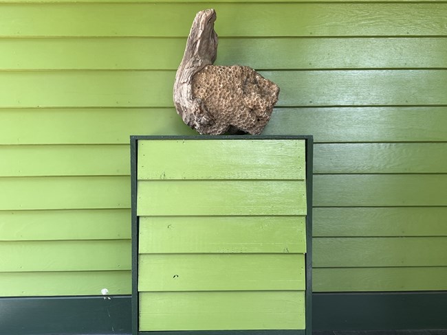 Large piece of fossilized rock on a green stand in front of a green wall with oak siding.