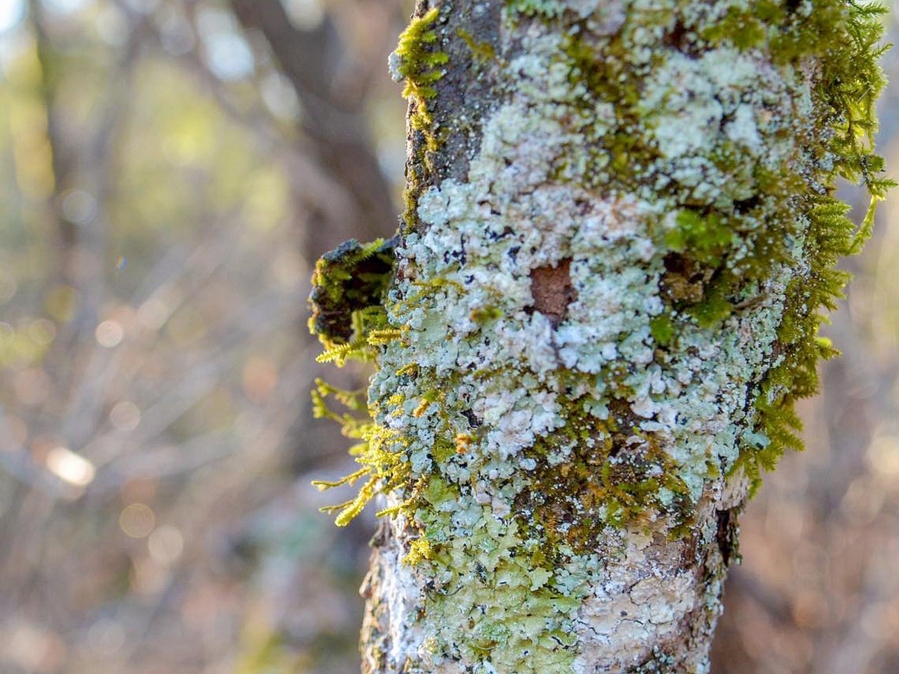 Colorful lichens on a tree trunk