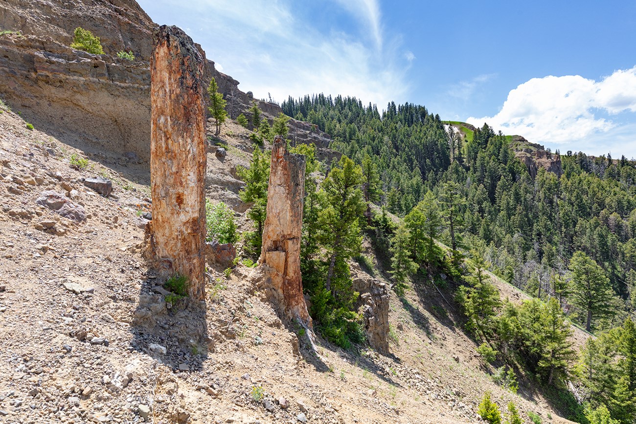 Photograph of a mountain landscape with 2 large tan petrified tree stumps on a slope covered with loose rock and vegetation.