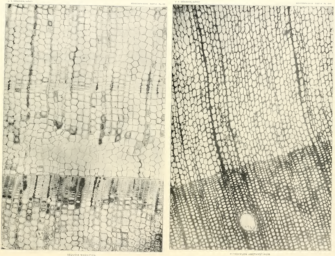 Two images showing the boxy cellular structure of fossil plants under a microscrope.
