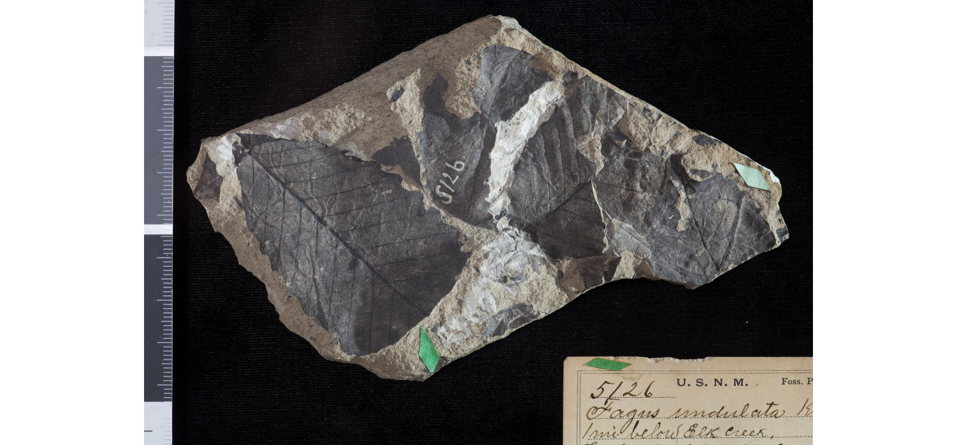 Photograph of a dark colored fossil leaf on a gray rock.