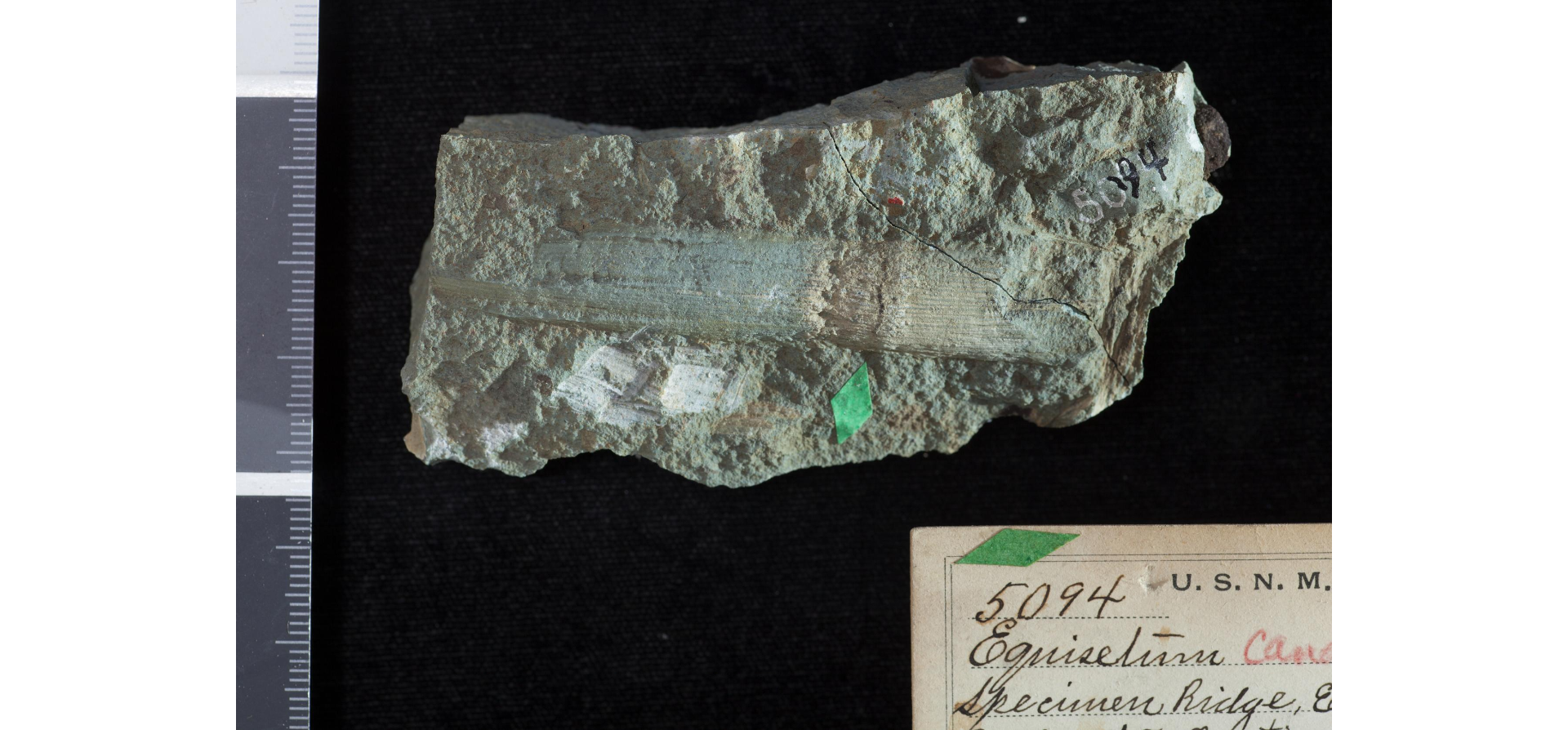 Photograph of a light colored fossil on a green-tinged rock.