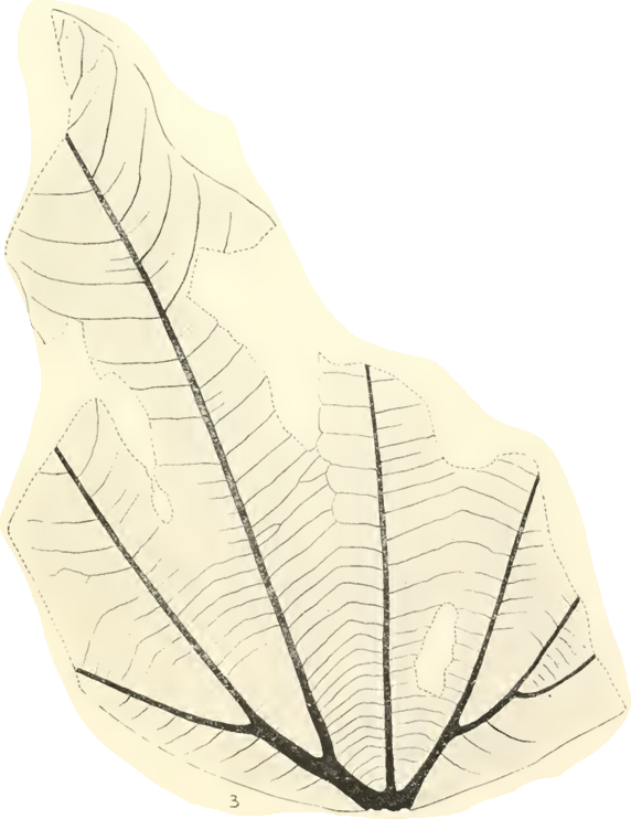 Sketch of the outline and vein pattern of a fossil leaf.