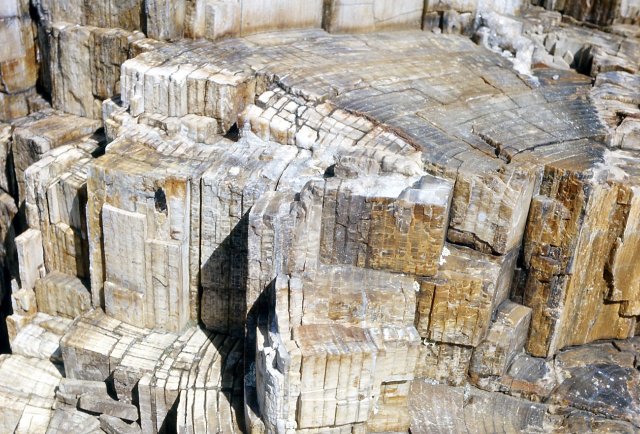 Photograph of light-colored fossil wood showing growth rings like a modern tree trunk.
