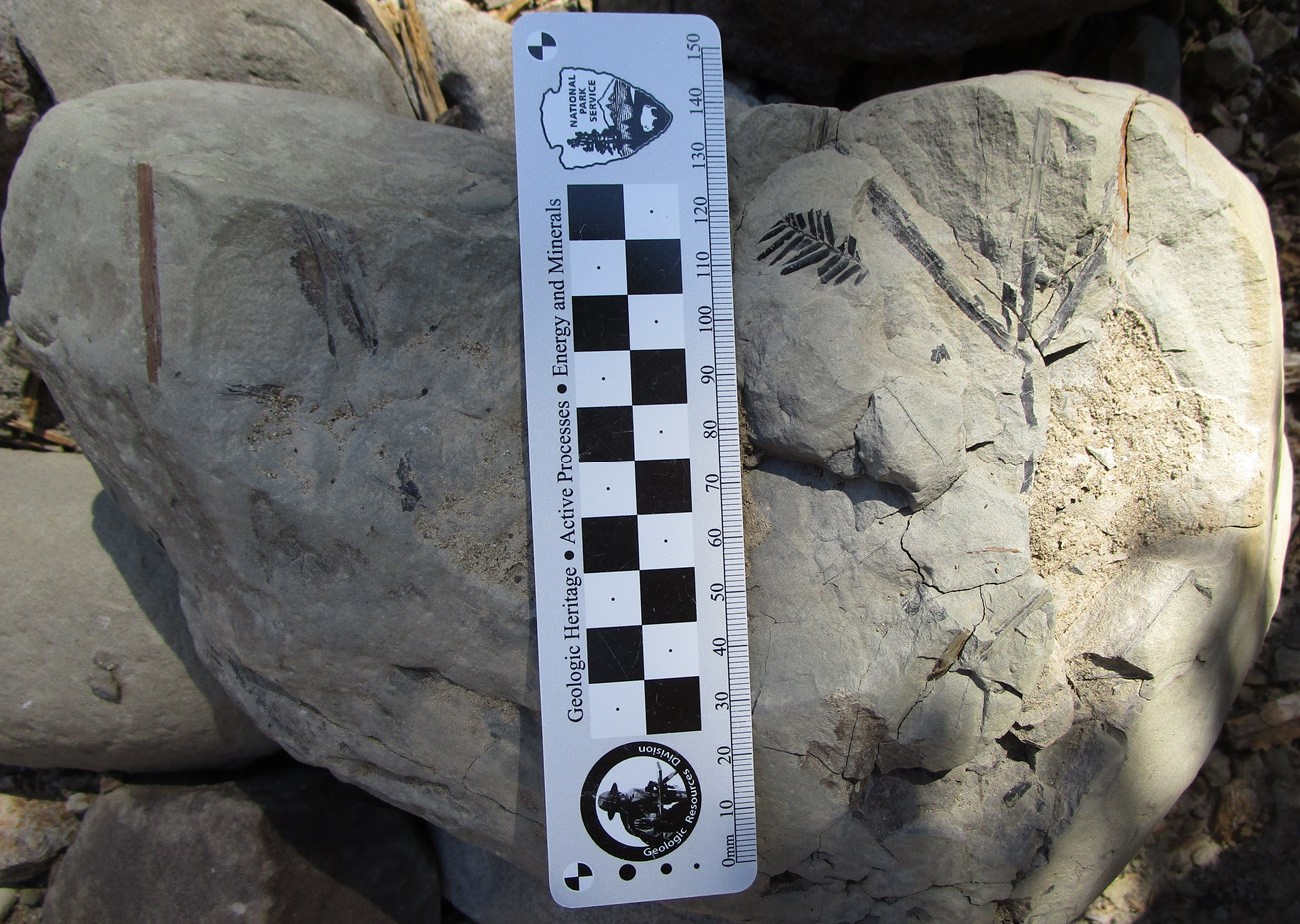 Photograph of a gray rock with scattered tan or gray fossil leaf fragments. The scale bar shows that the rock is about 6 inches from top to bottom.