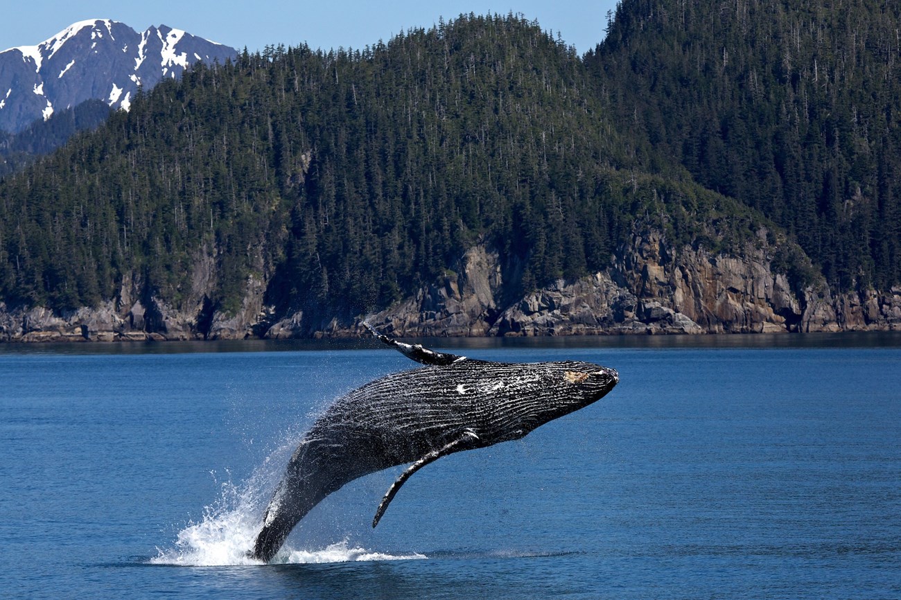 Humpback whale breaching the ocean surface at Kenai Fjords National Park in front of a steep, rocky, evergreen-covered coastline with snow-capped mountains in the background.