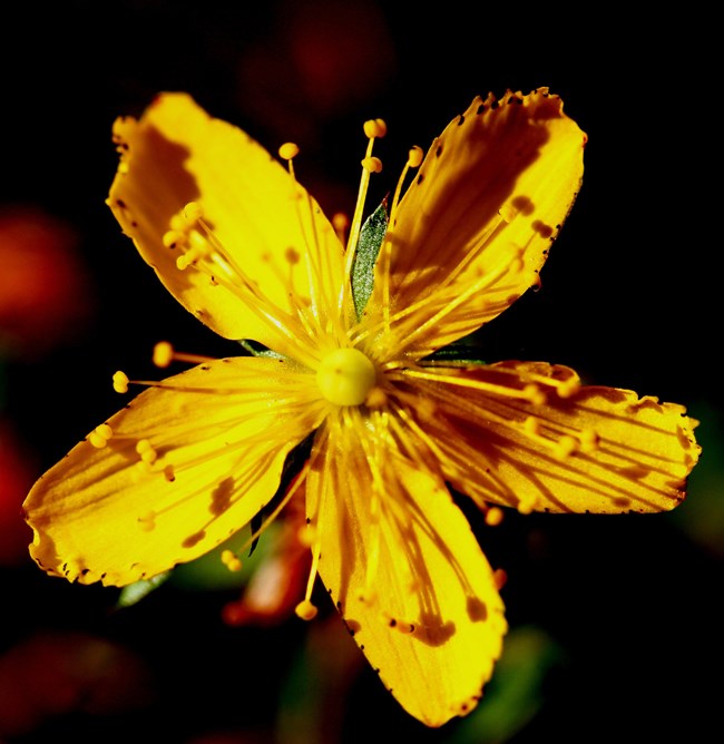 Yellow flower with five elongated petals.