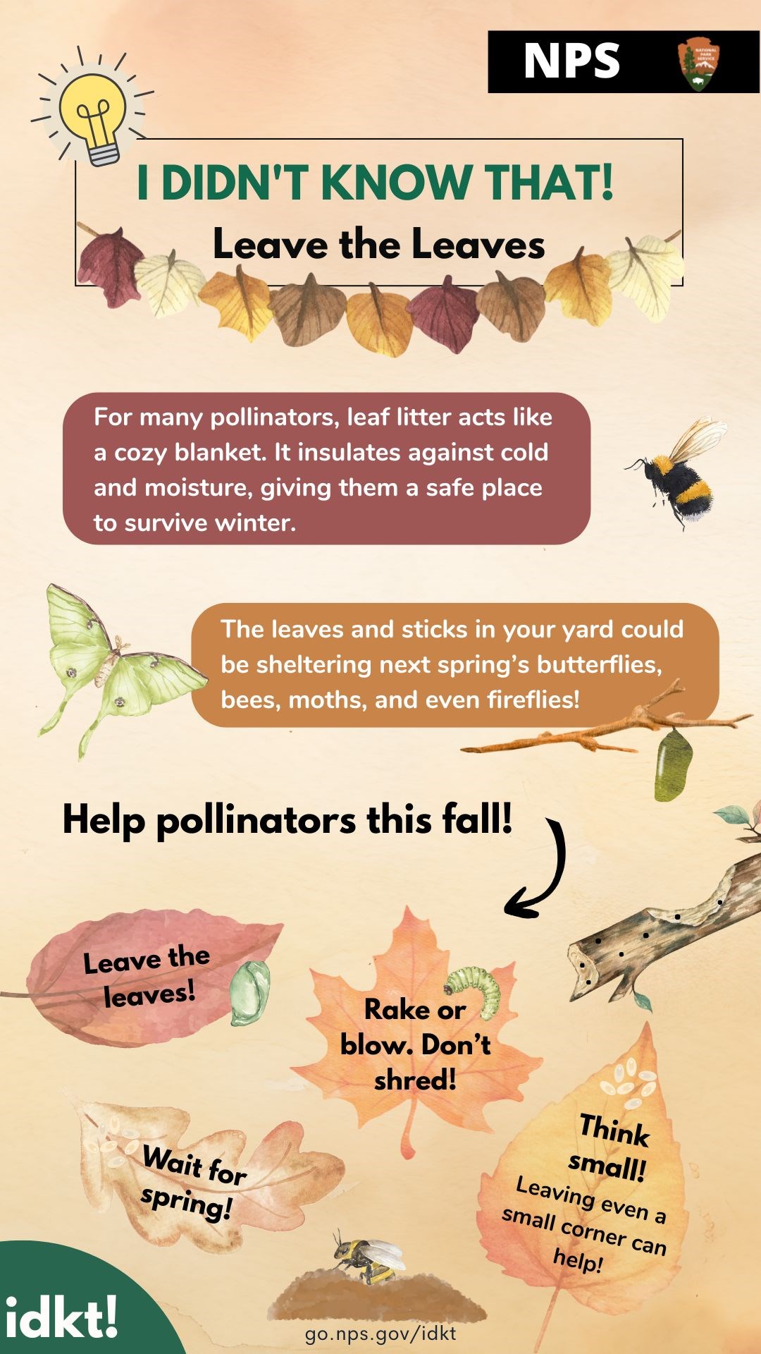 an infographic titled "I Didn't Know That! Leave the Leaves" that explains why leaving fall leaves on the ground is important for pollinators