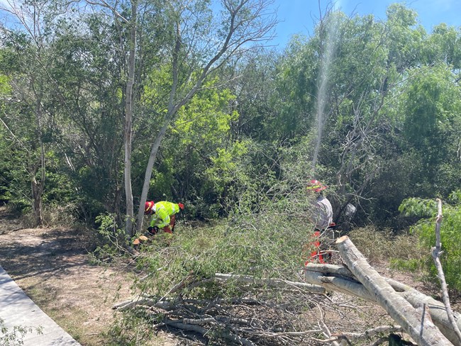 Two workers use hand tools to cut trailside vegetation.