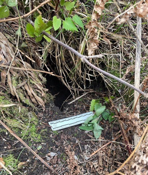 A dark hole in damp mossy ground, partially obscured by vegetation. There is a wilting piece of vegetation just outside, and a 6-inch ruler for scale that roughly spans the width of the hole.