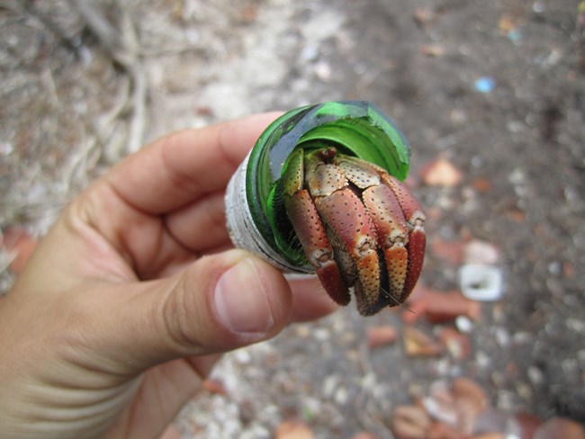 a hermit crab using glass bottle as a shell