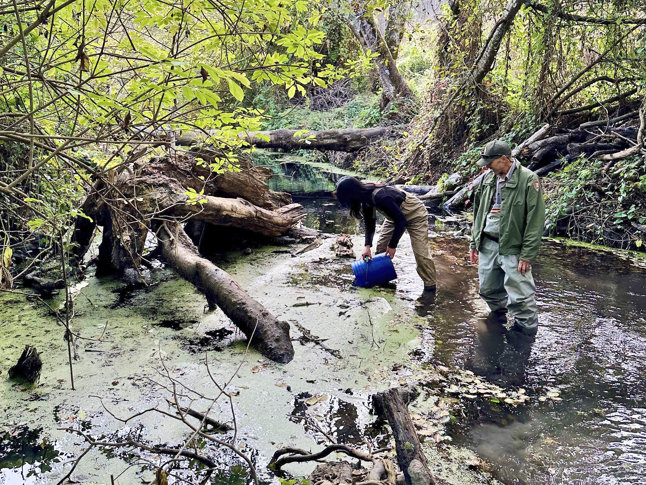 Two people standing calf-deep in Redwood Creek. One is gently lowering a blue bucket into the water, towards a tangle of woody debris.