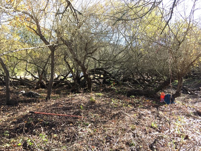 Backpack and tools in front of a line of willow trees.