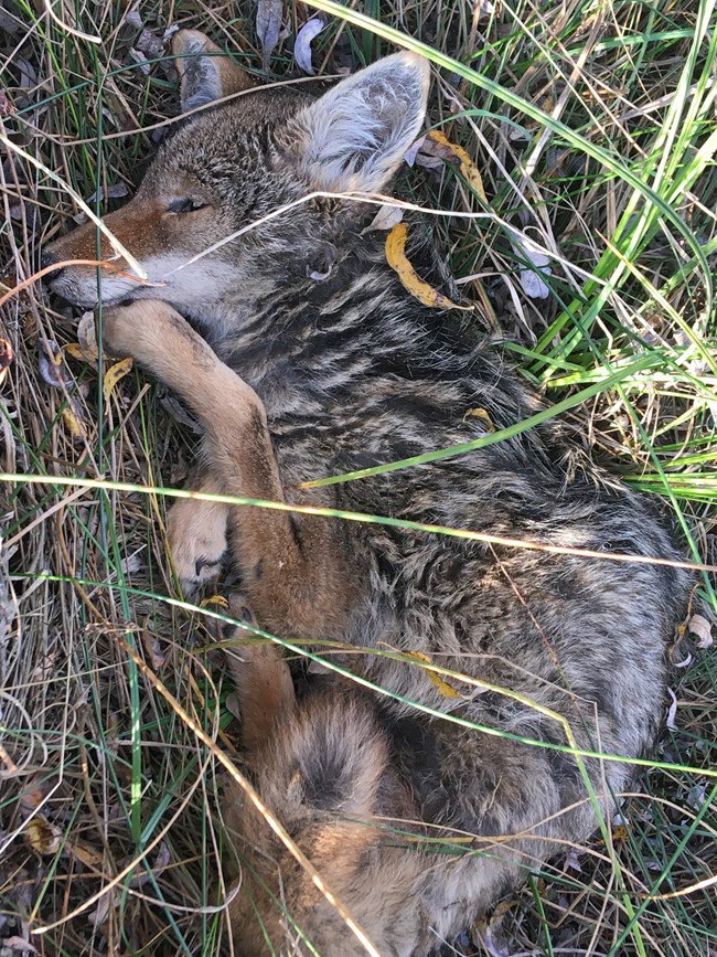 The body of a small coyote surrounded by wetland grasses.