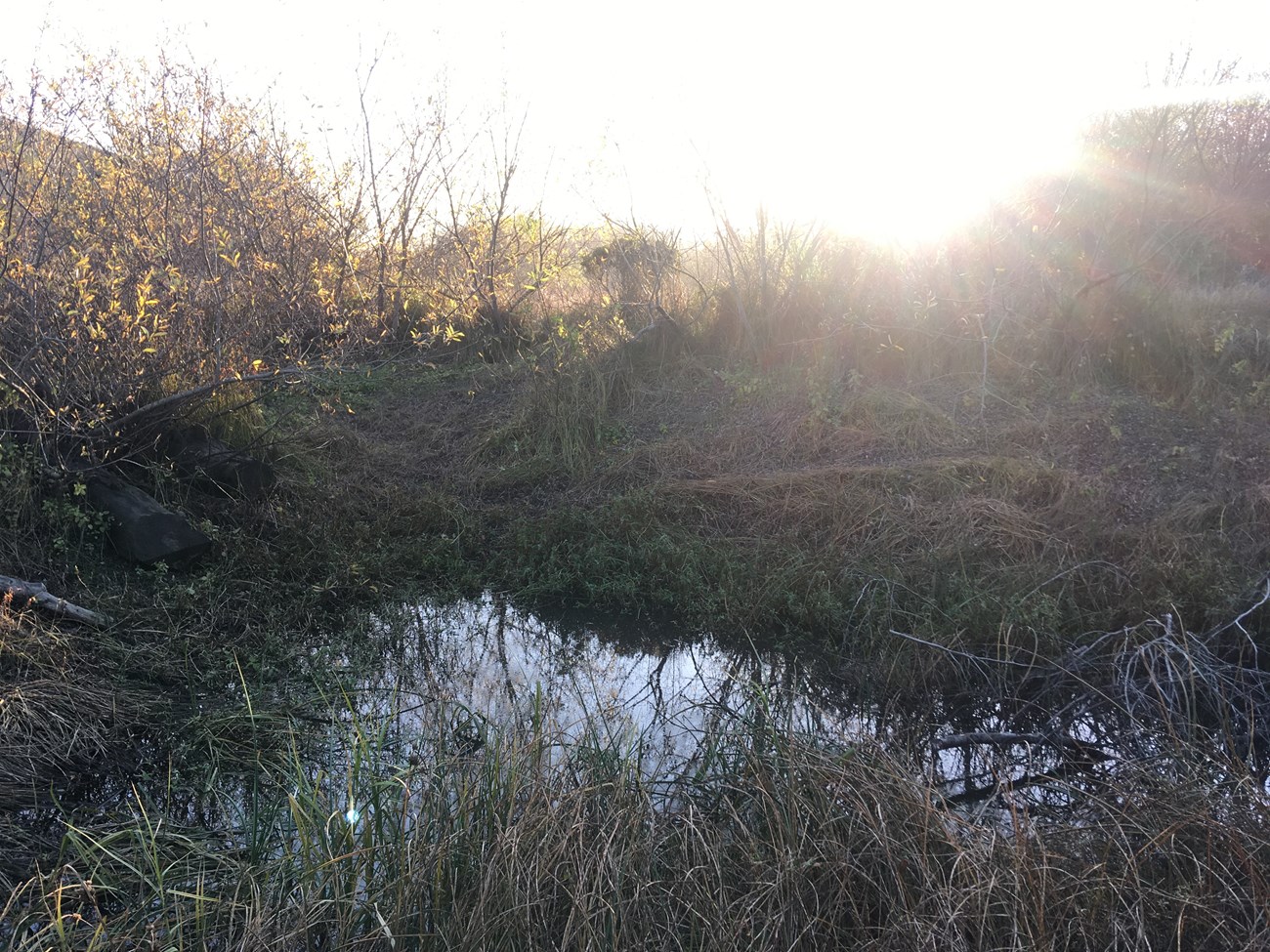 Sun shines over a shaded patch of wetland.