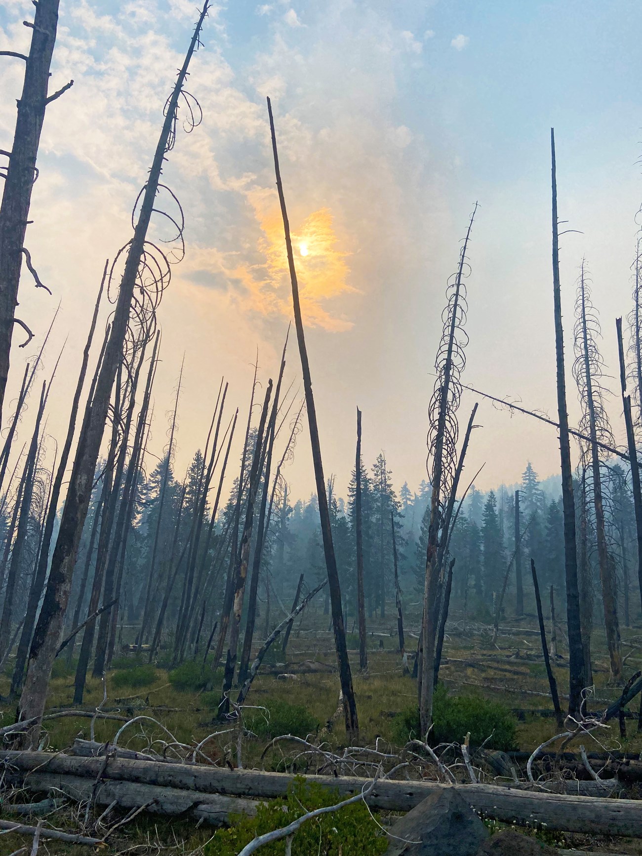 The sun glows a dim yellow-orange through clouds, smoke, and the skeletons charred evergreen trees.