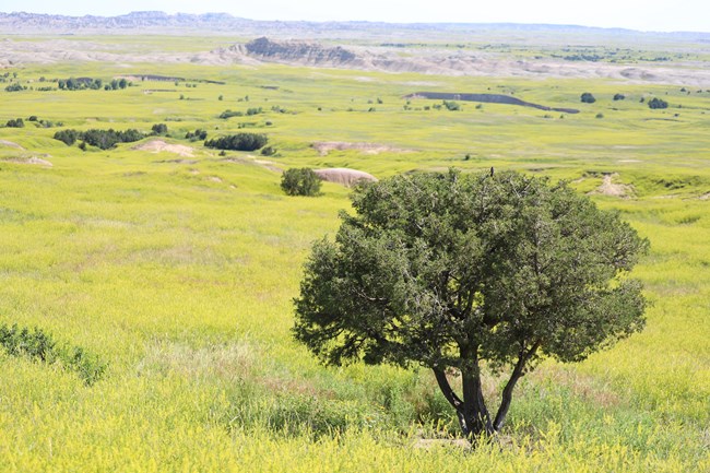 a single tree surrounded by a sea of green prairie with a pale blue sky above.