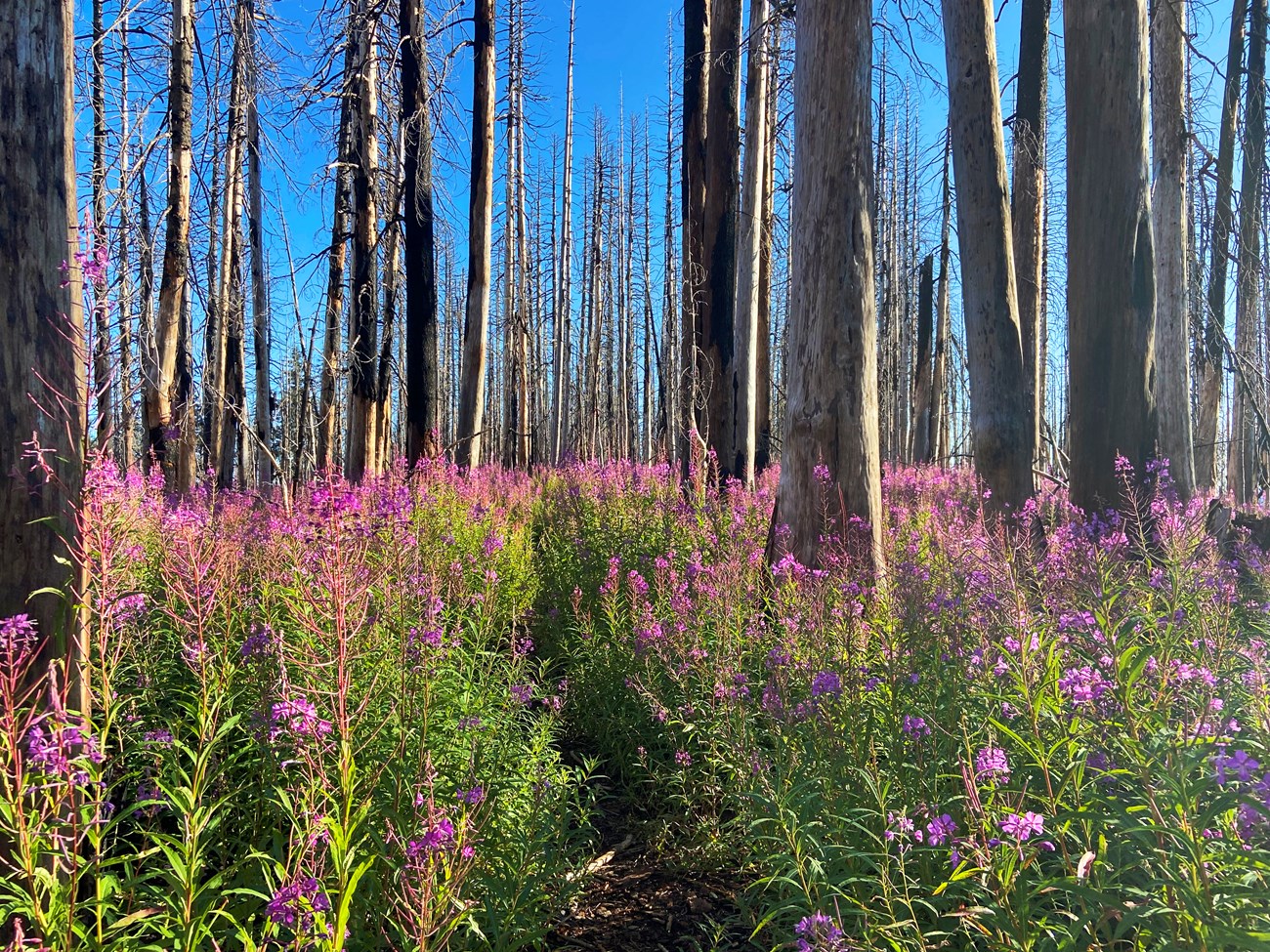 Bright pink flowers on lush green, chest-high stalks beneath a grove of charred tree trunks.
