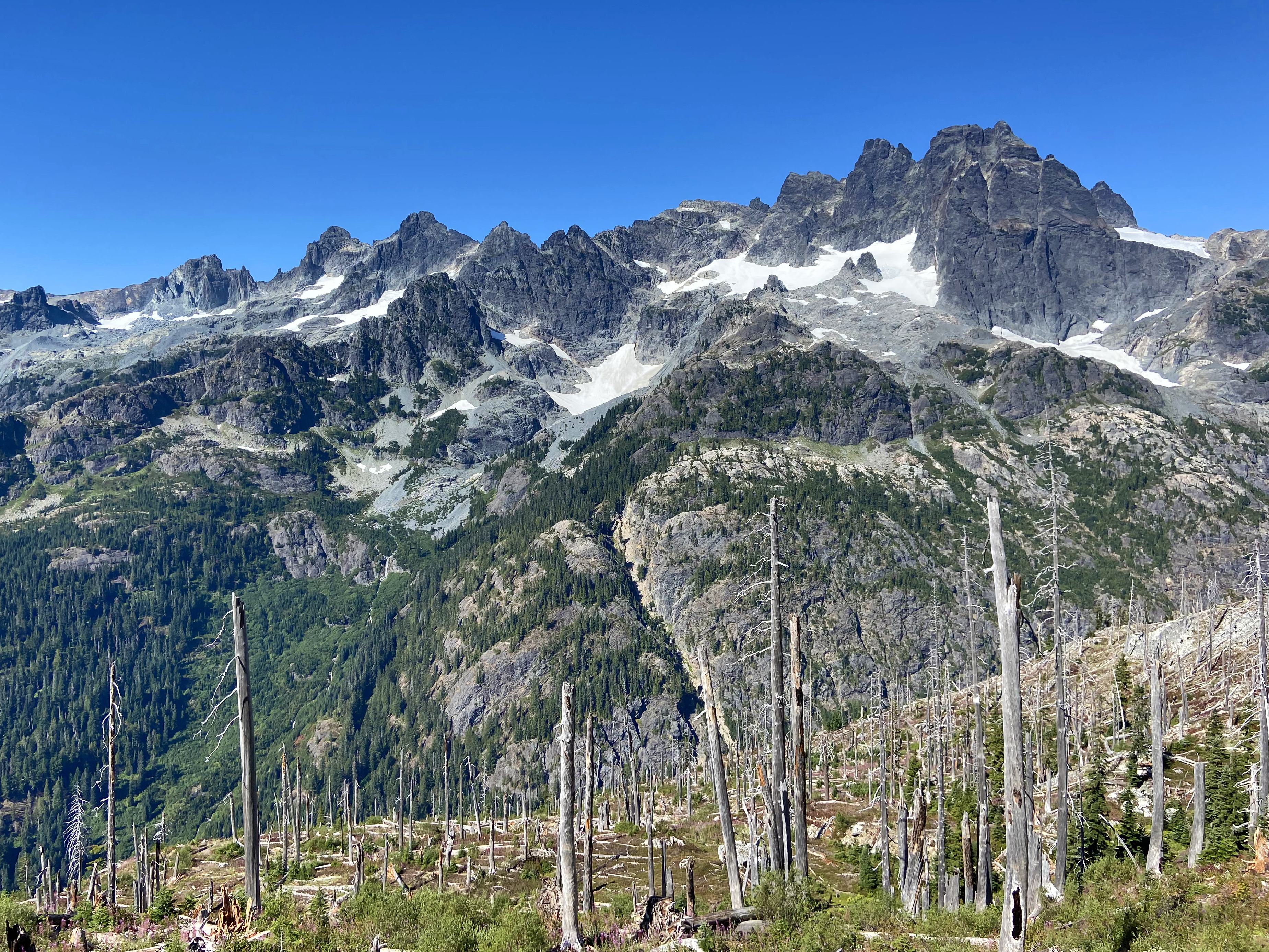 Small, white glaciers nestled among rocky peaks, viewed from a burned forest with new growth among graying, decaying tree trunks.