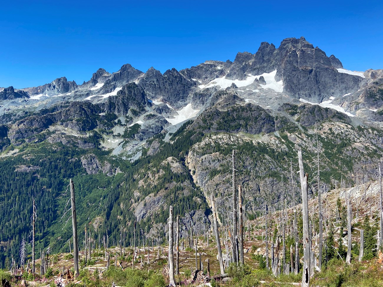 Small, white glaciers nestled among rocky peaks, viewed from a burned forest with new growth among graying, decaying tree trunks.