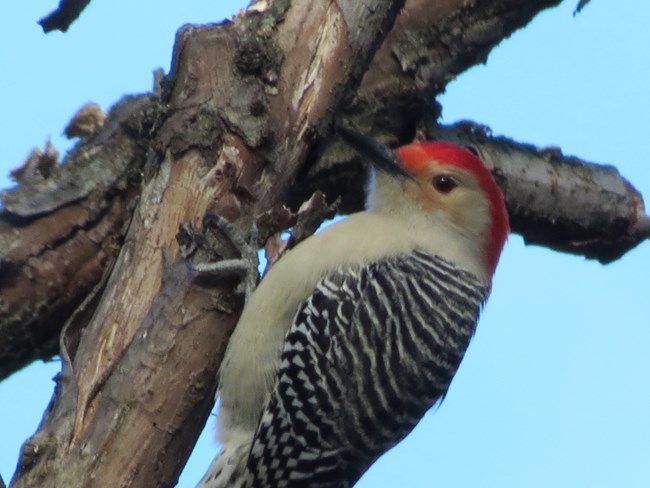 A bird perches on a vertical branch. The bird has a black beak, white belly, grey feet, and black and white striped wings. A wide red stripe starts at the top of the beak and runs over the top of the head to the nape of the neck.
